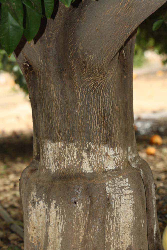            Bark (Riverside, CA)   